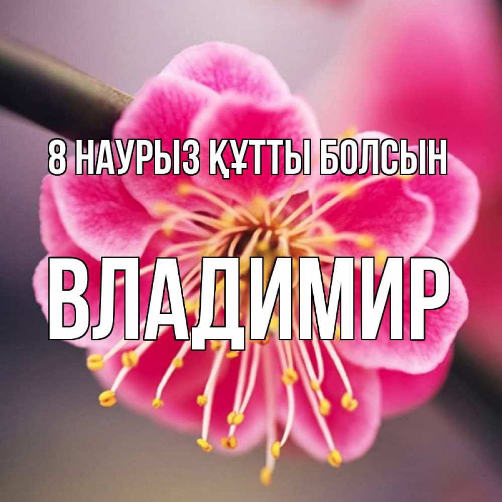 Күн сайын ашық хат с именем, Владимир 8 наурыз құтты болсын цветы Онлайн тегін жүктеп алу тілектері бар керемет карта 