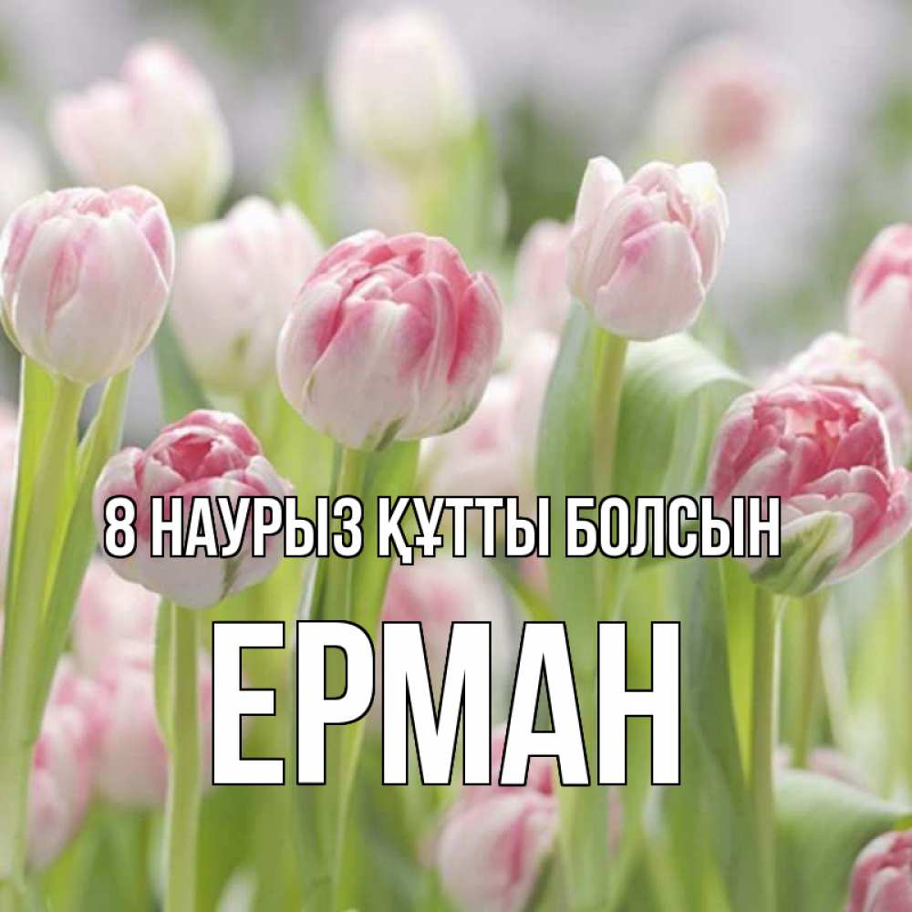 Күн сайын ашық хат с именем, Ерман 8 наурыз құтты болсын цветы Онлайн тегін жүктеп алу тілектері бар керемет карта 