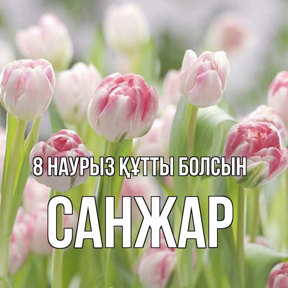 Күн сайын ашық хат с именем, САНЖАР 8 наурыз құтты болсын цветы Онлайн тегін жүктеп алу тілектері бар керемет карта 