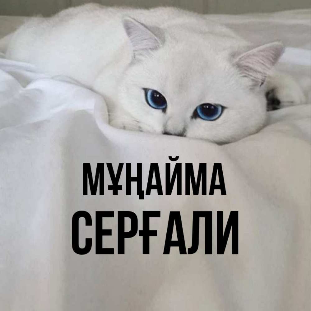 Күн сайын ашық хат с именем, СЕРҒАЛИ Мұңайма Голубоглазая кошка Онлайн тегін жүктеп алу тілектері бар керемет карта 