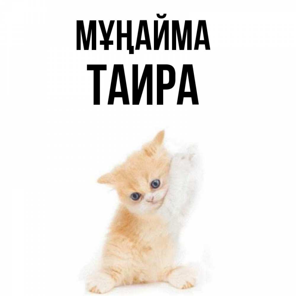 Күн сайын ашық хат с именем, Таира Мұңайма просящий кот Онлайн тегін жүктеп алу тілектері бар керемет карта 