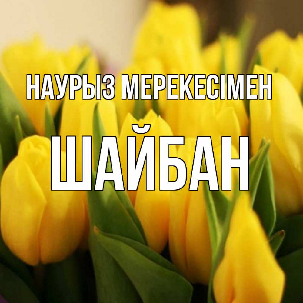 Күн сайын ашық хат с именем, ШАЙБАН Наурыз мерекесімен цветы Онлайн тегін жүктеп алу тілектері бар керемет карта 