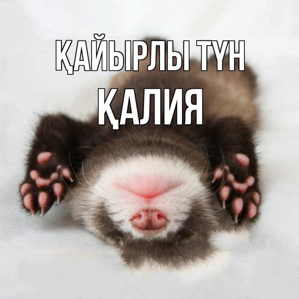 Күн сайын ашық хат с именем, ҚАЛИЯ Қайырлы түн зверек Онлайн тегін жүктеп алу тілектері бар керемет карта 