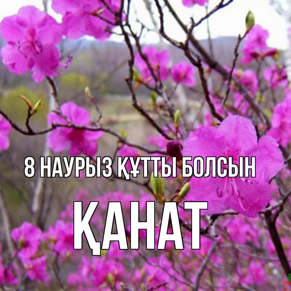Күн сайын ашық хат с именем, Қанат 8 наурыз құтты болсын международный женский день Онлайн тегін жүктеп алу тілектері бар керемет карта 