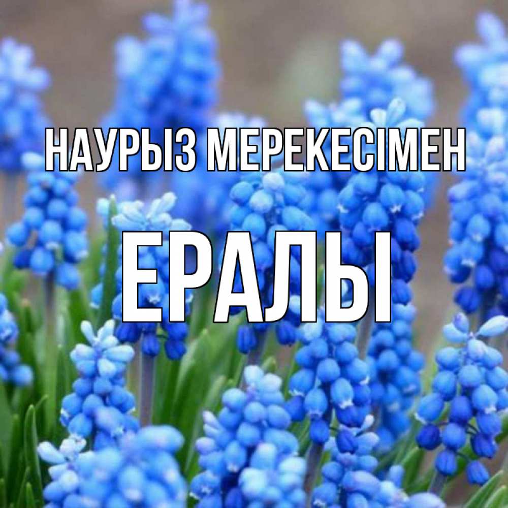 Күн сайын ашық хат с именем, Ералы Наурыз мерекесімен Поздравительная открытка для женщин с цветами на праздничную дату Онлайн тегін жүктеп алу тілектері бар керемет карта 