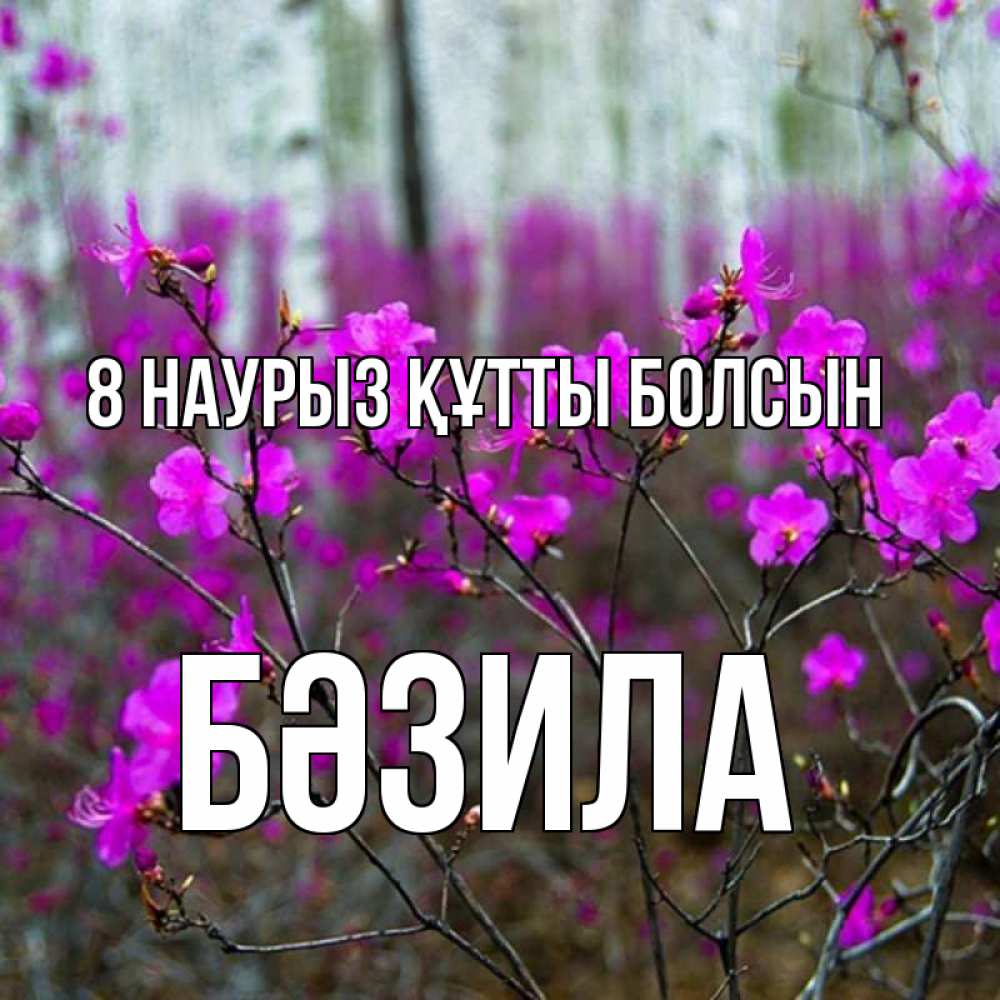 Күн сайын ашық хат с именем, БӘЗИЛА 8 наурыз құтты болсын дикие цветы Онлайн тегін жүктеп алу тілектері бар керемет карта 