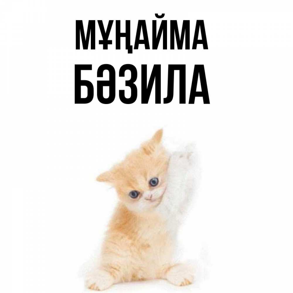 Күн сайын ашық хат с именем, БӘЗИЛА Мұңайма просящий кот Онлайн тегін жүктеп алу тілектері бар керемет карта 