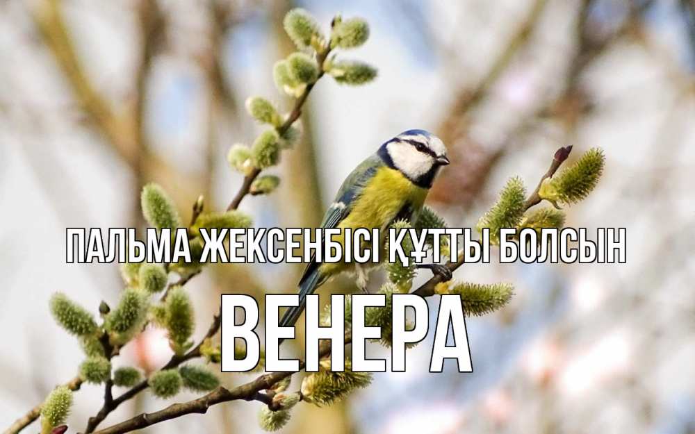 Күн сайын ашық хат с именем, Венера Пальма жексенбісі құтты болсын верба Онлайн тегін жүктеп алу тілектері бар керемет карта 