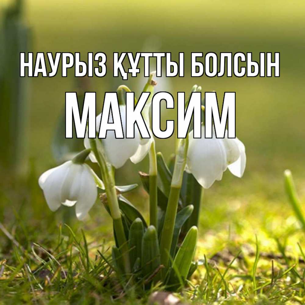 Күн сайын ашық хат с именем, Максим Наурыз құтты болсын ранние цветы 2 Онлайн тегін жүктеп алу тілектері бар керемет карта 