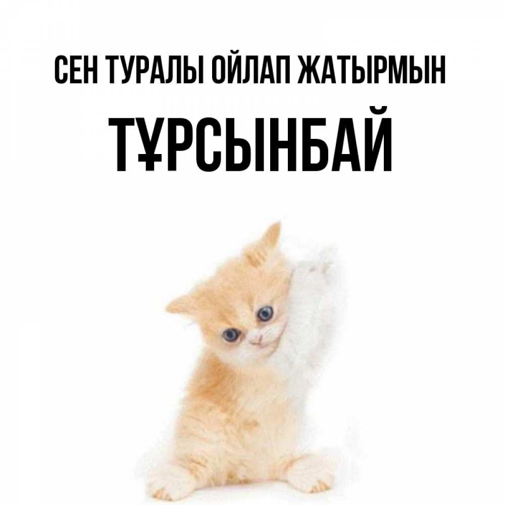 Күн сайын ашық хат с именем, ТҰРСЫНБАЙ Сен туралы ойлап жатырмын зверушки и милота Онлайн тегін жүктеп алу тілектері бар керемет карта 