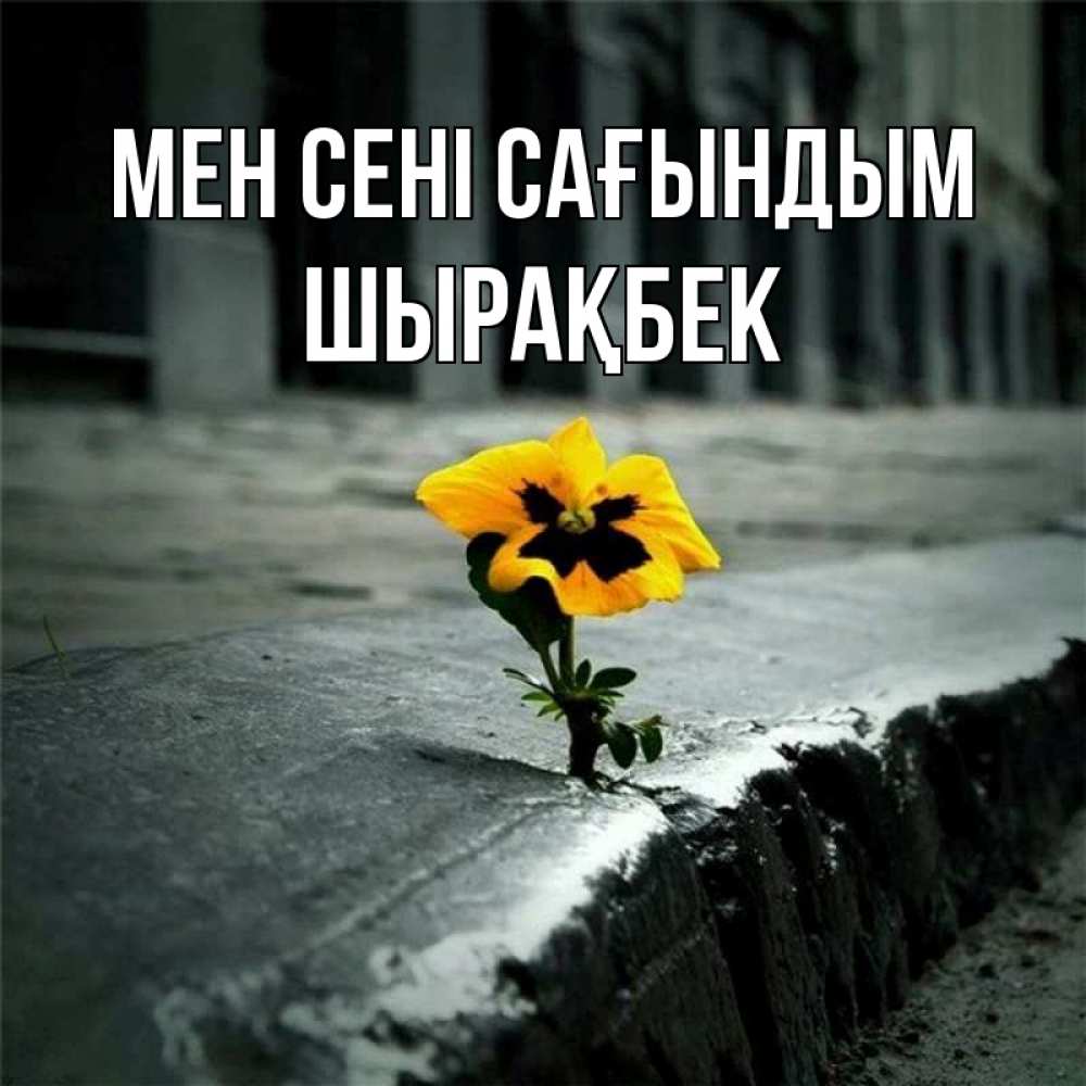 Күн сайын ашық хат с именем, ШЫРАҚБЕК Мен сені сағындым надеюсь будет лучше Онлайн тегін жүктеп алу тілектері бар керемет карта 