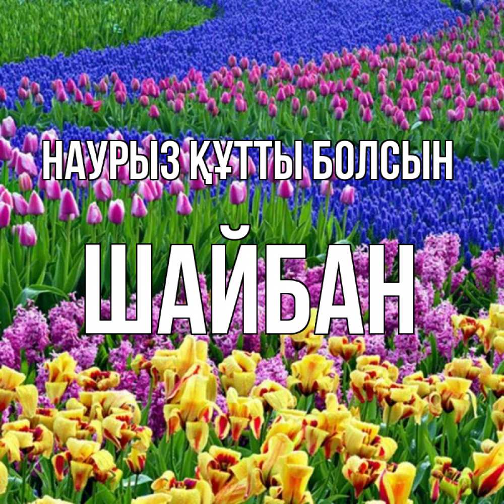 Күн сайын ашық хат с именем, ШАЙБАН Наурыз құтты болсын цветы Онлайн тегін жүктеп алу тілектері бар керемет карта 