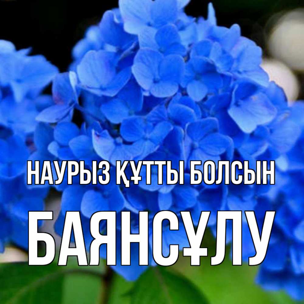 Күн сайын ашық хат с именем, БАЯНСҰЛУ Наурыз құтты болсын синие цветы Онлайн тегін жүктеп алу тілектері бар керемет карта 