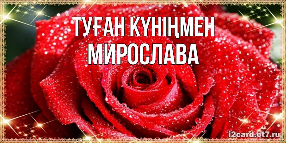 Күн сайын ашық хат с именем, Мирослава Туған күніңмен роса и роза. открытка с красивой розой Онлайн тегін жүктеп алу тілектері бар керемет карта 