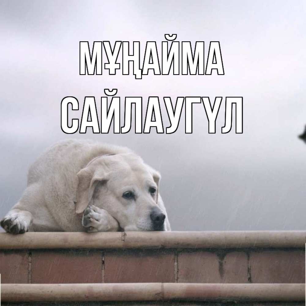 Күн сайын ашық хат с именем, САЙЛАУГҮЛ Мұңайма белый пес 1 Онлайн тегін жүктеп алу тілектері бар керемет карта 