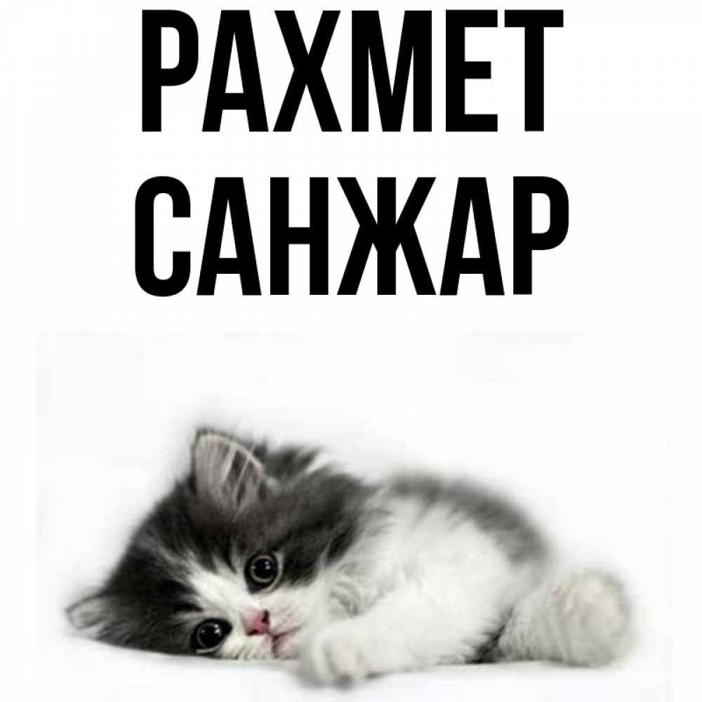 Күн сайын ашық хат с именем, САНЖАР рахмет черный и белый кот Онлайн тегін жүктеп алу тілектері бар керемет карта 