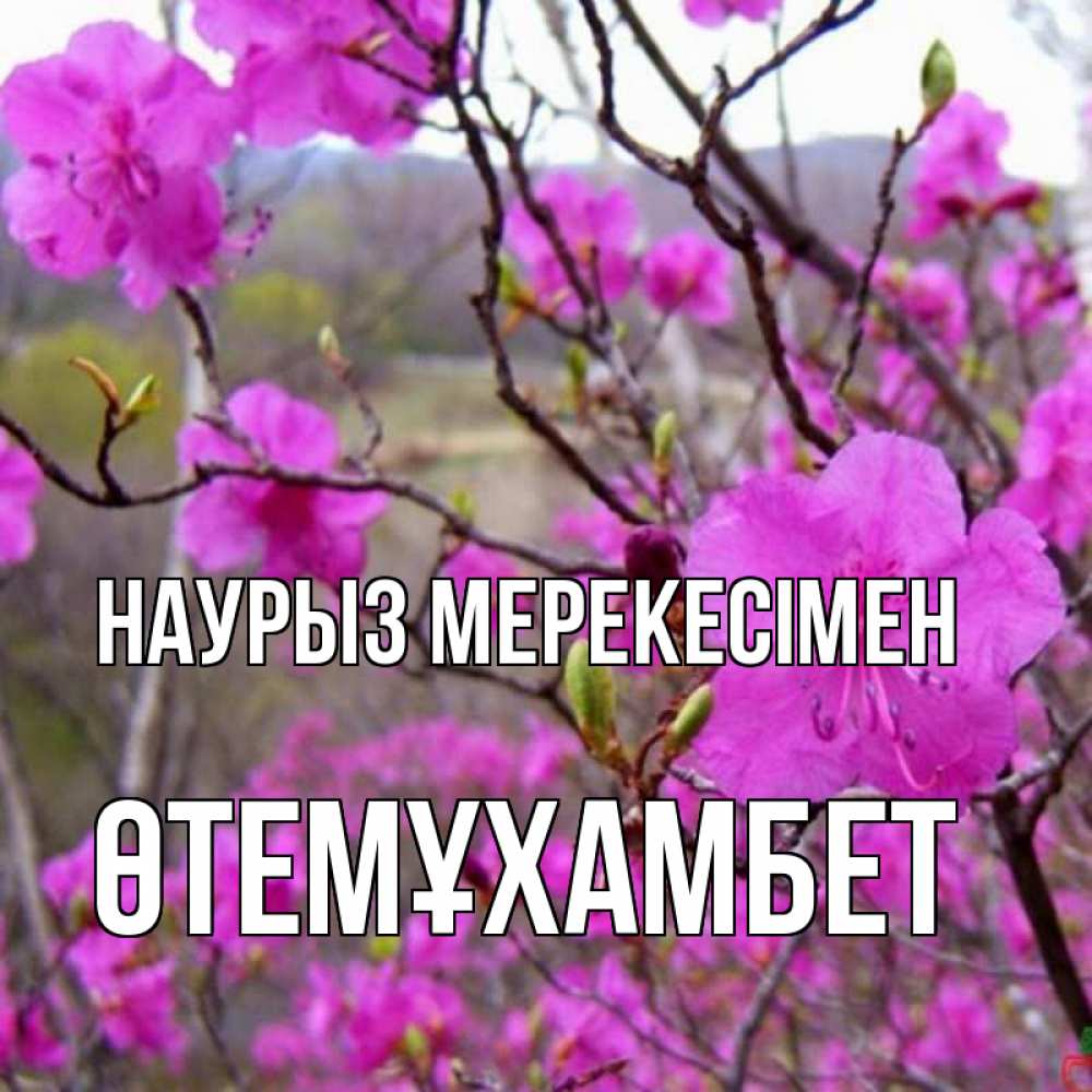 Күн сайын ашық хат с именем, ӨТЕМҰХАМБЕТ Наурыз мерекесімен праздник весны наурыз Онлайн тегін жүктеп алу тілектері бар керемет карта 