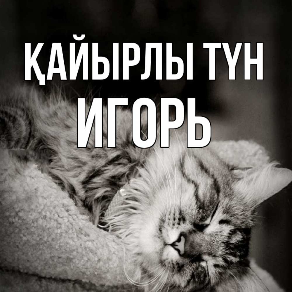 Күн сайын ашық хат с именем, Игорь Қайырлы түн котярик пушистый Онлайн тегін жүктеп алу тілектері бар керемет карта 