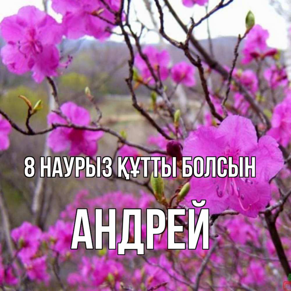Күн сайын ашық хат с именем, Андрей 8 наурыз құтты болсын международный женский день Онлайн тегін жүктеп алу тілектері бар керемет карта 