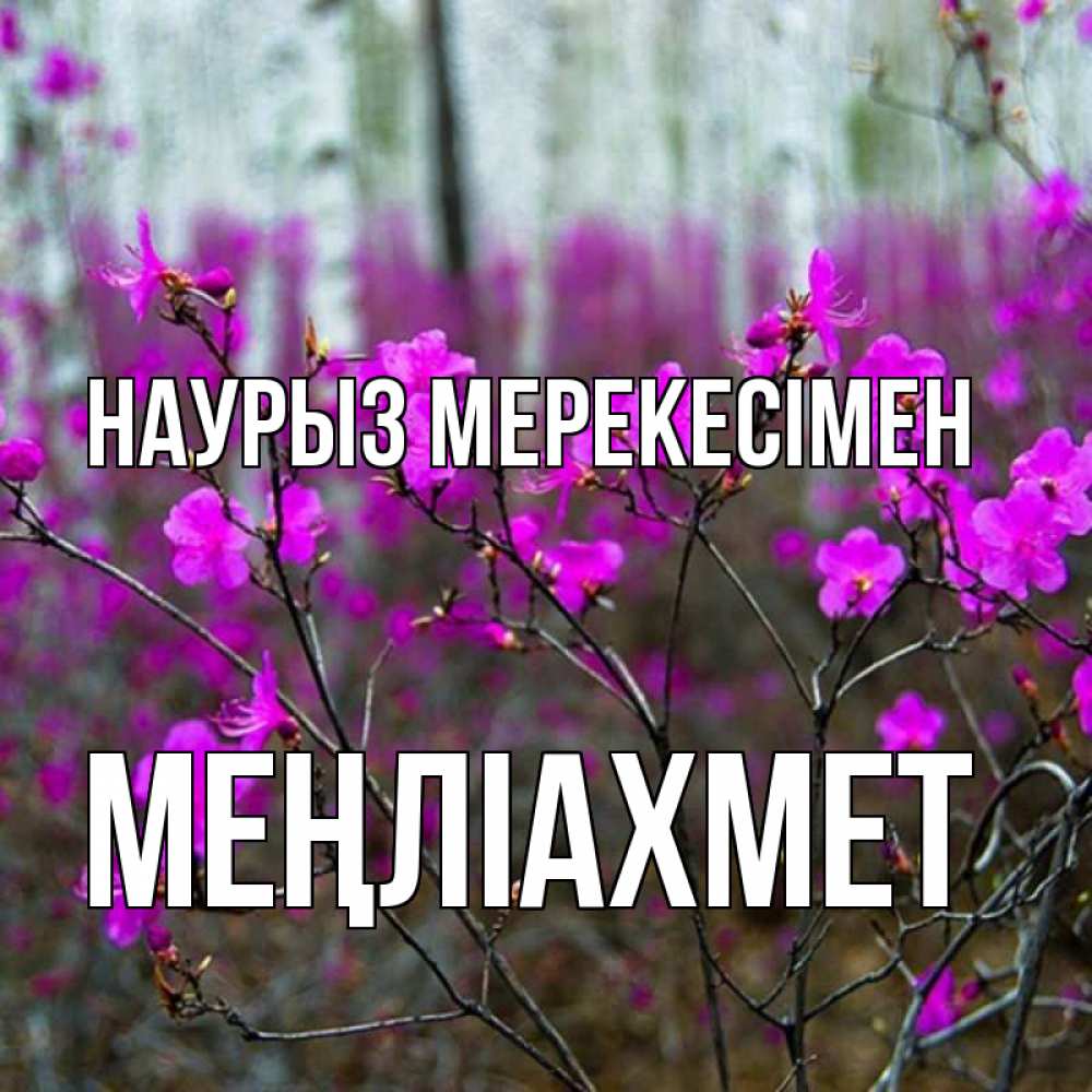 Күн сайын ашық хат с именем, МЕҢЛІАХМЕТ Наурыз мерекесімен дикие цветы Онлайн тегін жүктеп алу тілектері бар керемет карта 