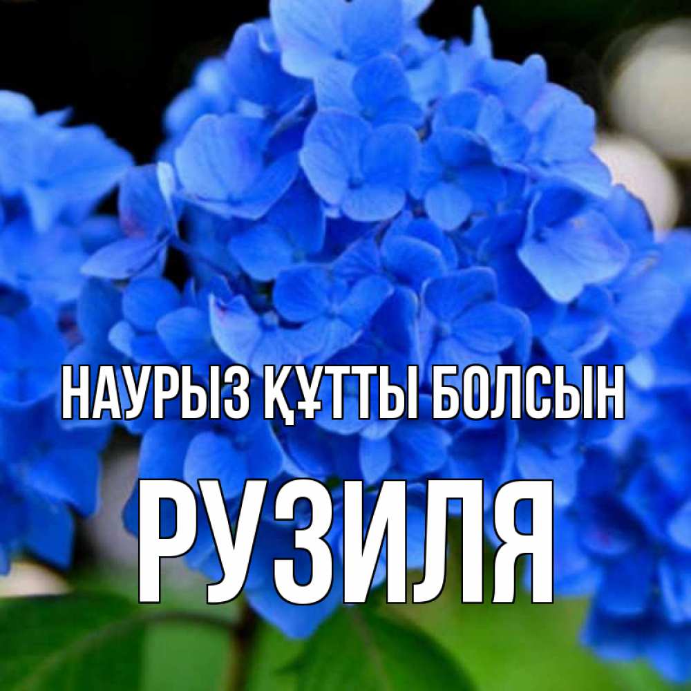 Күн сайын ашық хат с именем, Рузиля Наурыз құтты болсын синие цветы Онлайн тегін жүктеп алу тілектері бар керемет карта 