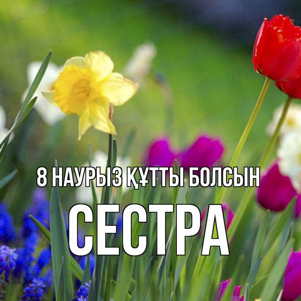Күн сайын ашық хат с именем, Сестра 8 наурыз құтты болсын международный женский день 3 Онлайн тегін жүктеп алу тілектері бар керемет карта 