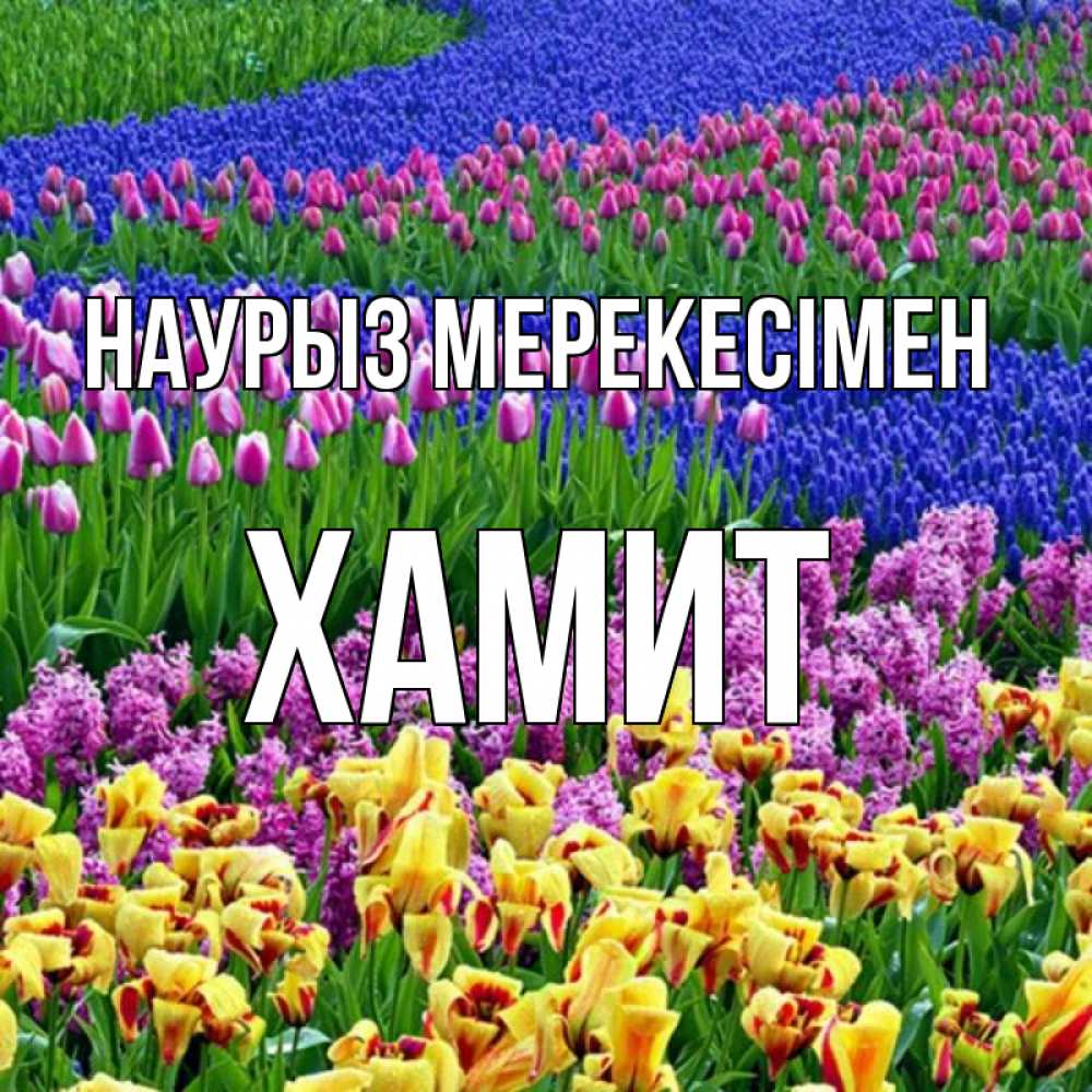 Күн сайын ашық хат с именем, ХАМИТ Наурыз мерекесімен цветы Онлайн тегін жүктеп алу тілектері бар керемет карта 