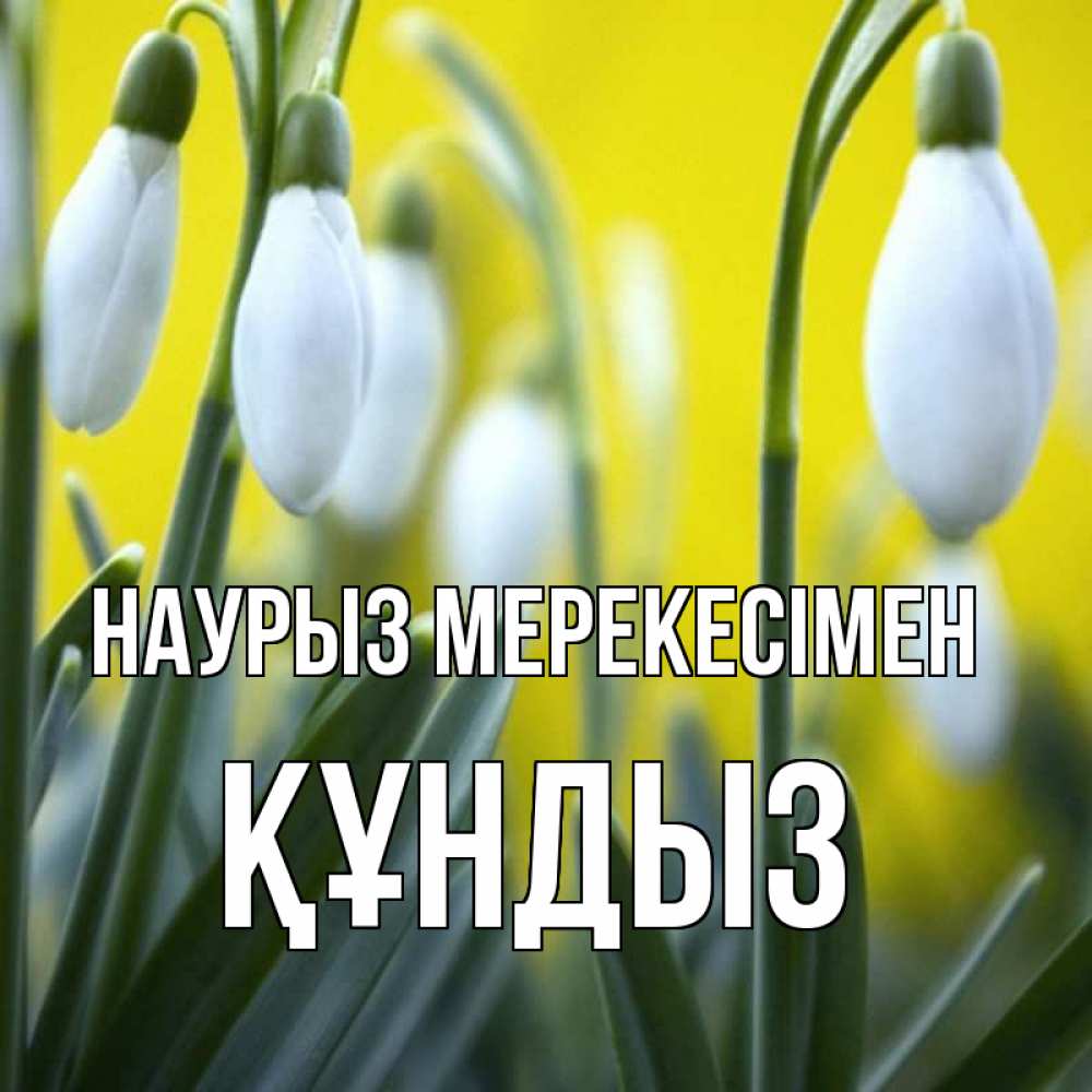 Күн сайын ашық хат с именем, ҚҰНДЫЗ Наурыз мерекесімен весенние цветы Онлайн тегін жүктеп алу тілектері бар керемет карта 