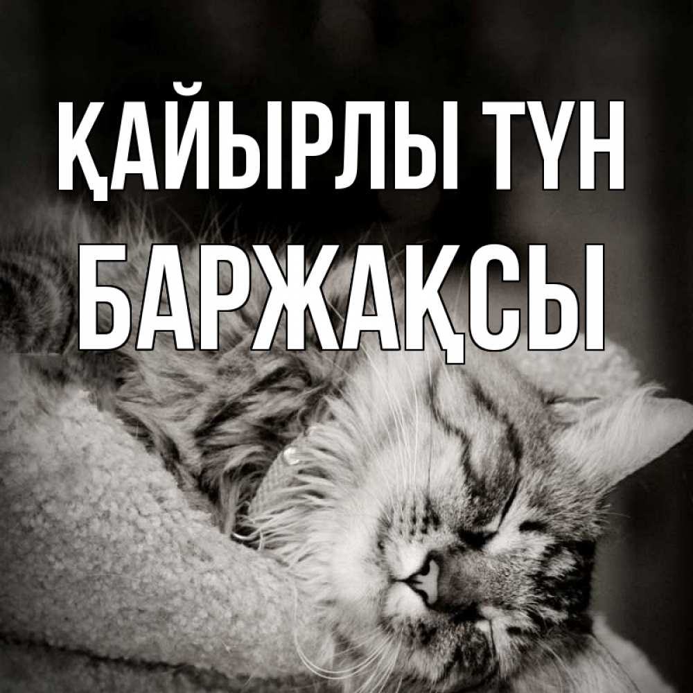 Күн сайын ашық хат с именем, Баржақсы Қайырлы түн котярик пушистый Онлайн тегін жүктеп алу тілектері бар керемет карта 