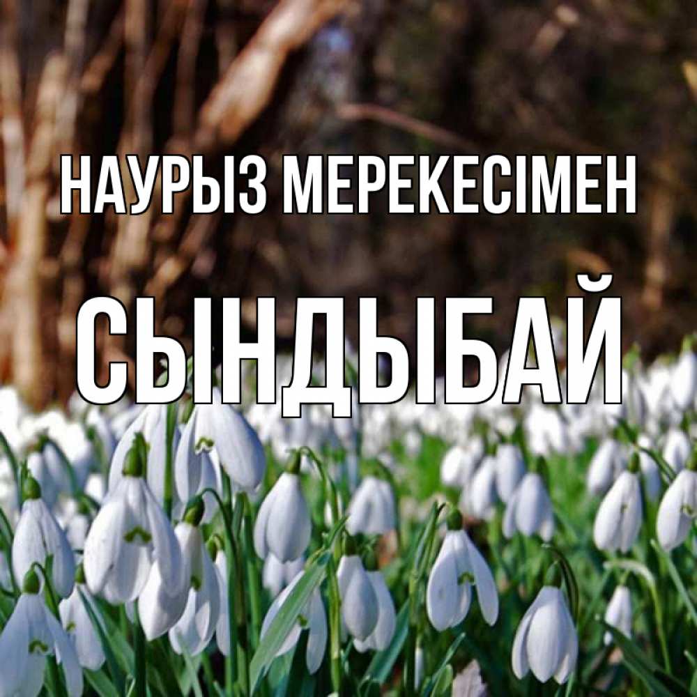Күн сайын ашық хат с именем, СЫНДЫБАЙ Наурыз мерекесімен с подснежниками 1 Онлайн тегін жүктеп алу тілектері бар керемет карта 