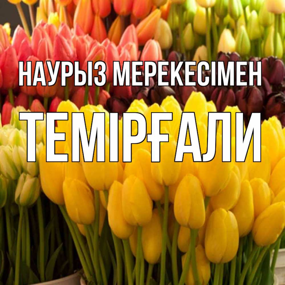 Күн сайын ашық хат с именем, ТЕМІРҒАЛИ Наурыз мерекесімен цветы Онлайн тегін жүктеп алу тілектері бар керемет карта 