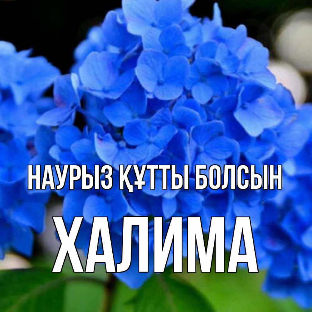 Күн сайын ашық хат с именем, ХАЛИМА Наурыз құтты болсын синие цветы Онлайн тегін жүктеп алу тілектері бар керемет карта 