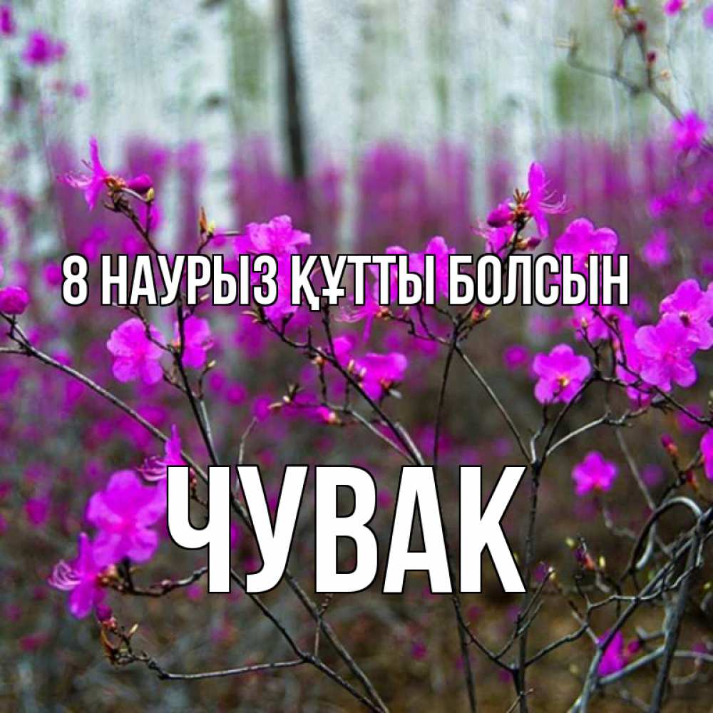 Күн сайын ашық хат с именем, Чувак 8 наурыз құтты болсын дикие цветы Онлайн тегін жүктеп алу тілектері бар керемет карта 