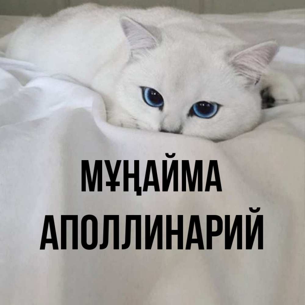 Күн сайын ашық хат с именем, Аполлинарий Мұңайма Голубоглазая кошка Онлайн тегін жүктеп алу тілектері бар керемет карта 
