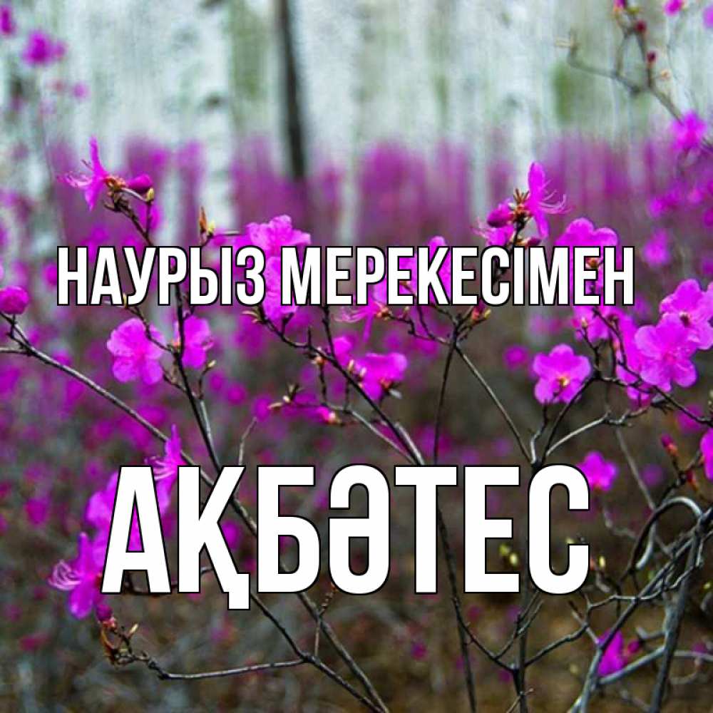 Күн сайын ашық хат с именем, АҚБӘТЕС Наурыз мерекесімен дикие цветы Онлайн тегін жүктеп алу тілектері бар керемет карта 