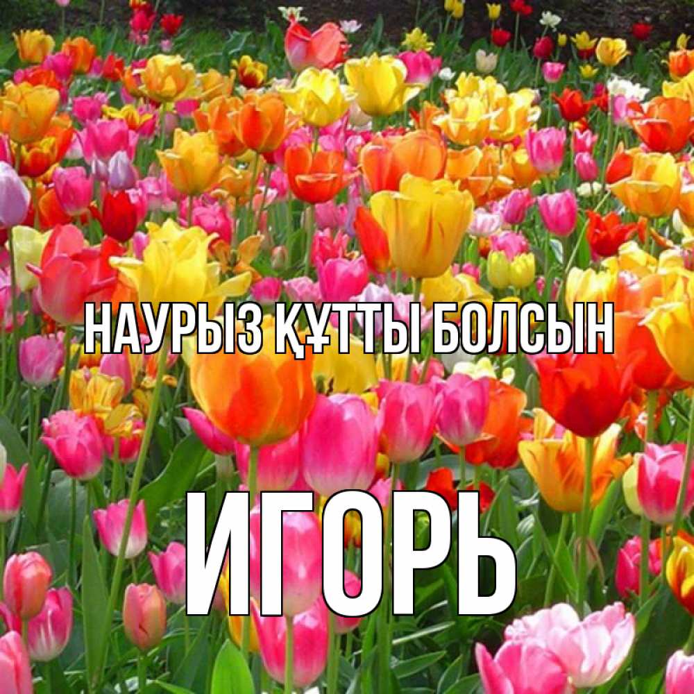 Күн сайын ашық хат с именем, Игорь Наурыз құтты болсын на наурыз  ура ура Онлайн тегін жүктеп алу тілектері бар керемет карта 