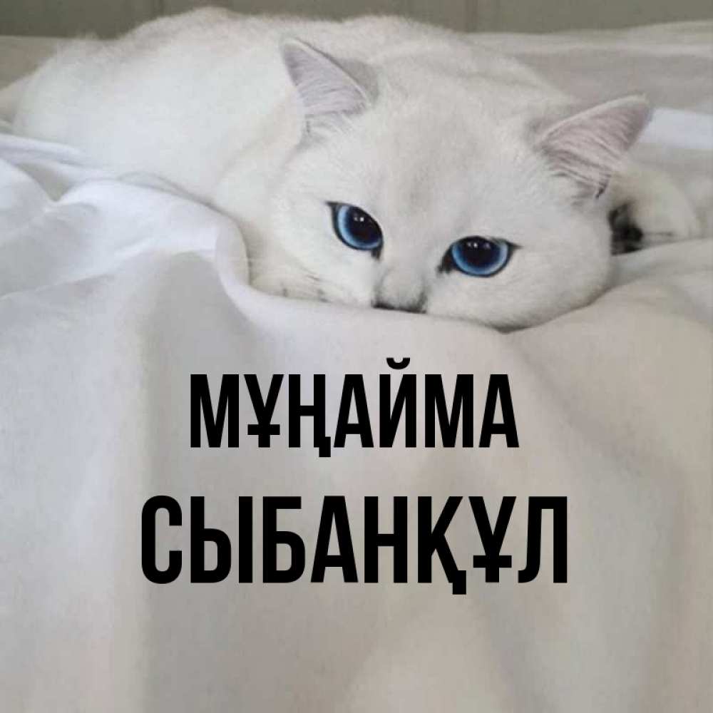 Күн сайын ашық хат с именем, СЫБАНҚҰЛ Мұңайма Голубоглазая кошка Онлайн тегін жүктеп алу тілектері бар керемет карта 