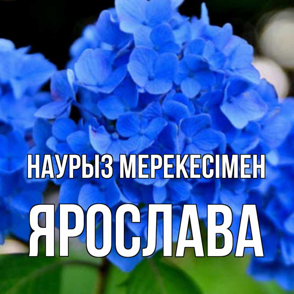 Күн сайын ашық хат с именем, Ярослава Наурыз мерекесімен синие цветы Онлайн тегін жүктеп алу тілектері бар керемет карта 