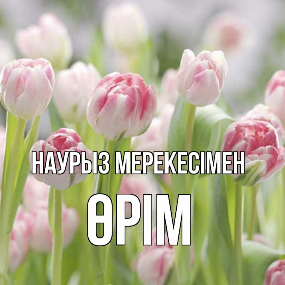 Күн сайын ашық хат с именем, ӨРІМ Наурыз мерекесімен цветы Онлайн тегін жүктеп алу тілектері бар керемет карта 