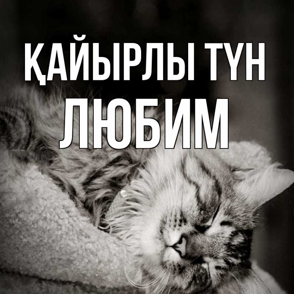Күн сайын ашық хат с именем, Любим Қайырлы түн котярик пушистый Онлайн тегін жүктеп алу тілектері бар керемет карта 