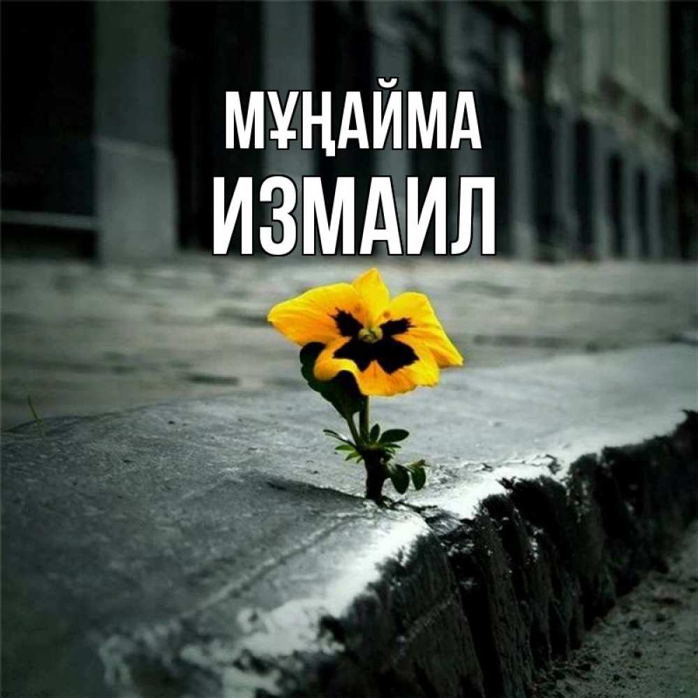 Күн сайын ашық хат с именем, Измаил Мұңайма не сдавайся Онлайн тегін жүктеп алу тілектері бар керемет карта 
