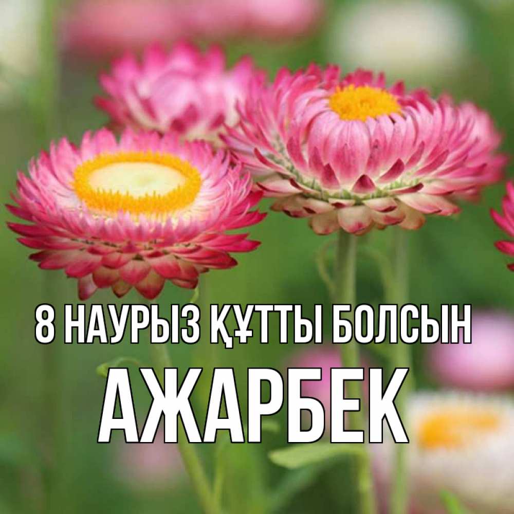 Күн сайын ашық хат с именем, Ажарбек 8 наурыз құтты болсын подарок на международный женский день Онлайн тегін жүктеп алу тілектері бар керемет карта 
