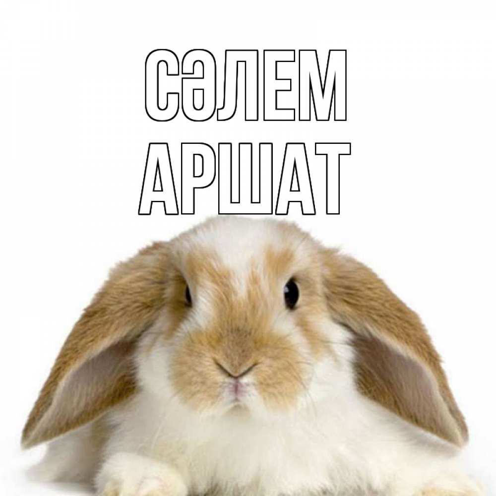 Күн сайын ашық хат с именем, АРШАТ Сәлем с животными Онлайн тегін жүктеп алу тілектері бар керемет карта 