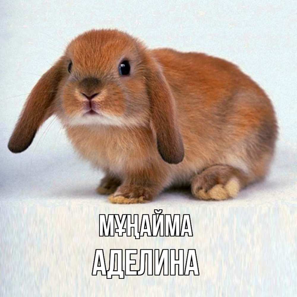 Күн сайын ашық хат с именем, Аделина Мұңайма рыжий зая Онлайн тегін жүктеп алу тілектері бар керемет карта 
