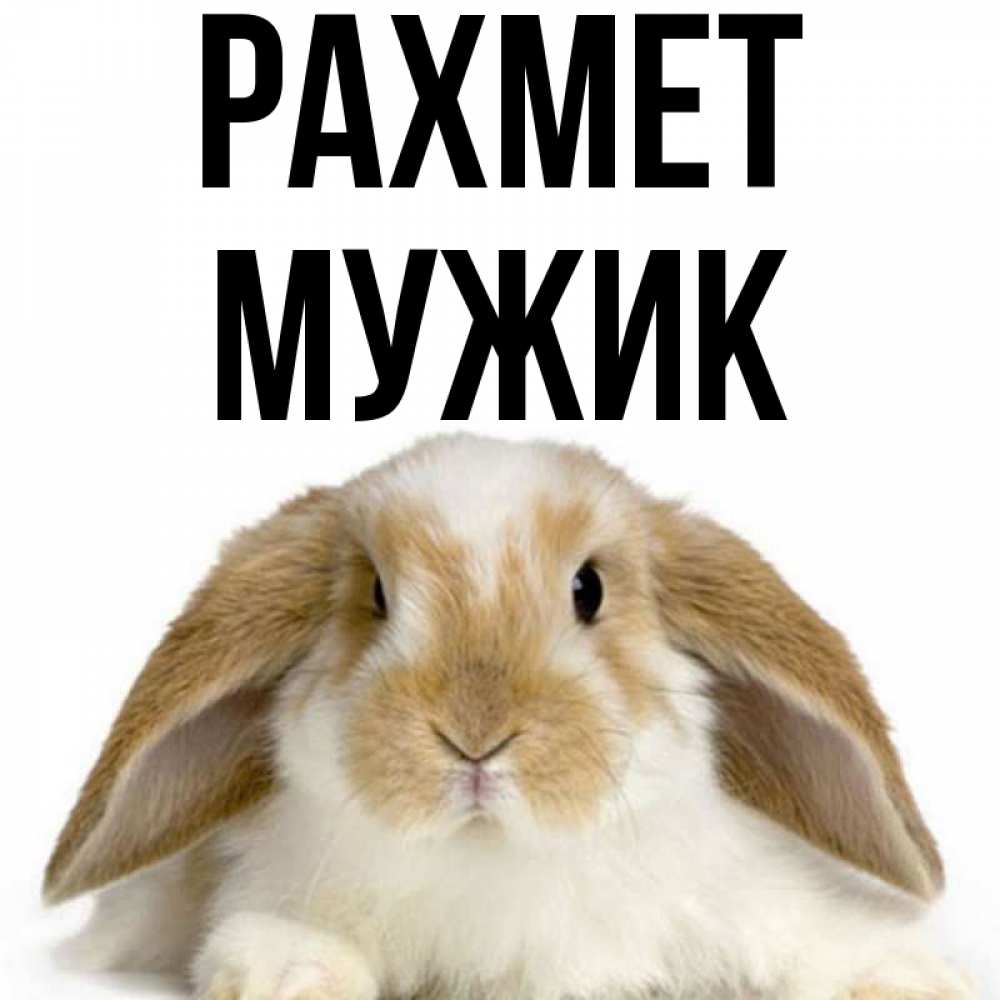 Күн сайын ашық хат с именем, Мужик рахмет коричнево белый заяц Онлайн тегін жүктеп алу тілектері бар керемет карта 