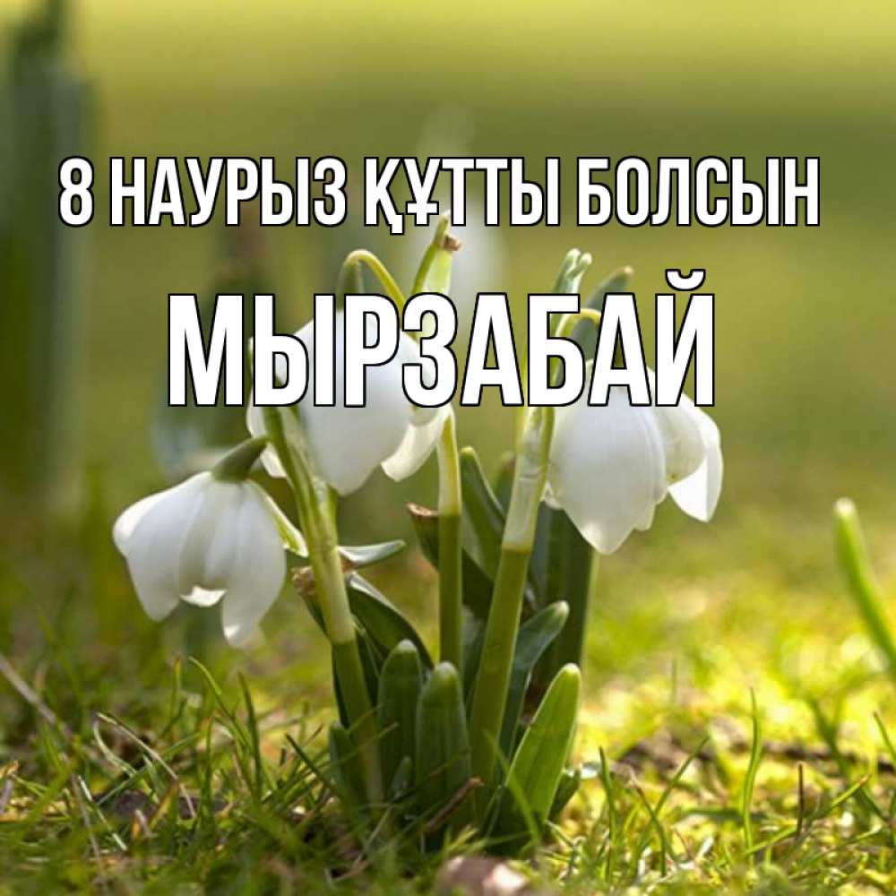 Күн сайын ашық хат с именем, Мырзабай 8 наурыз құтты болсын ранние цветы 2 Онлайн тегін жүктеп алу тілектері бар керемет карта 