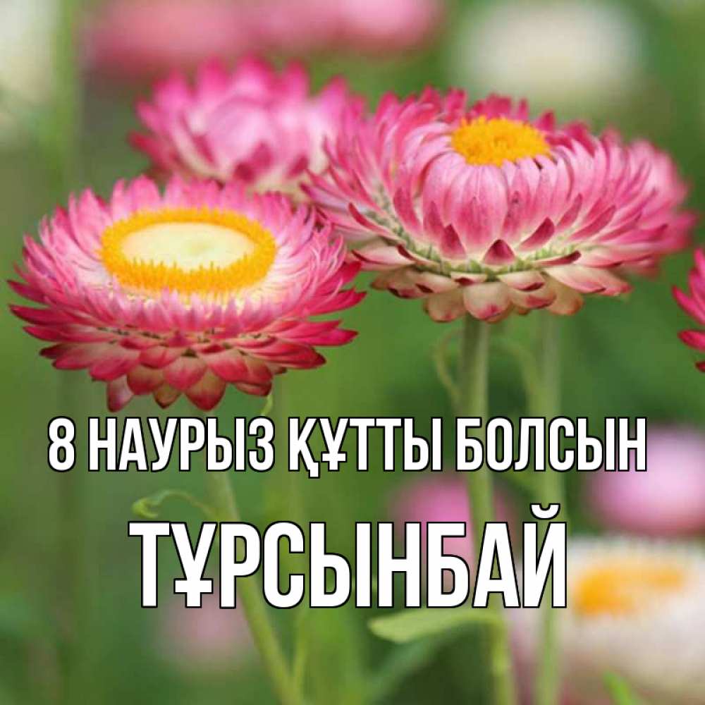 Күн сайын ашық хат с именем, ТҰРСЫНБАЙ 8 наурыз құтты болсын подарок на международный женский день Онлайн тегін жүктеп алу тілектері бар керемет карта 