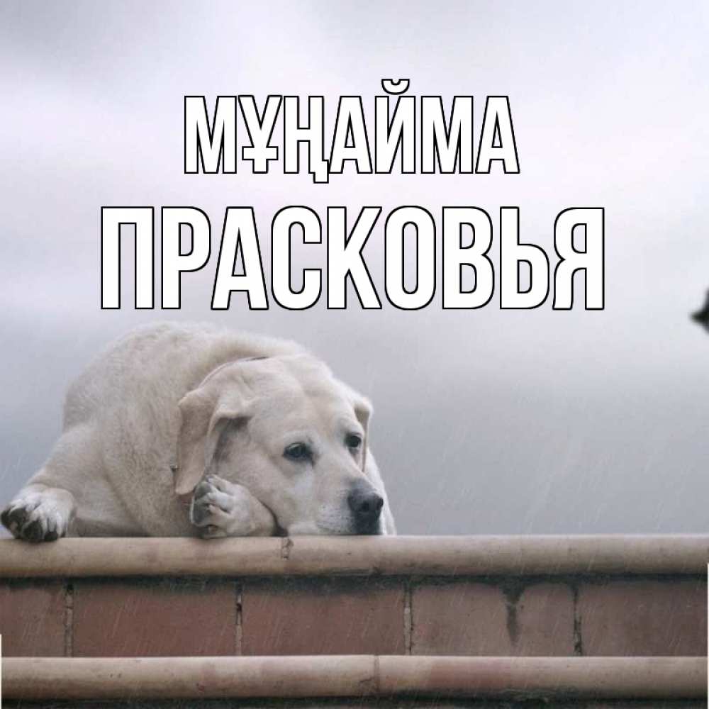 Күн сайын ашық хат с именем, Прасковья Мұңайма белый пес 1 Онлайн тегін жүктеп алу тілектері бар керемет карта 