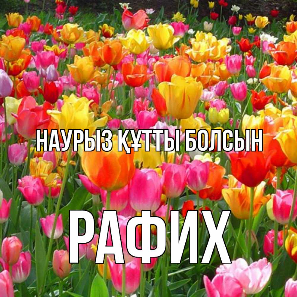 Күн сайын ашық хат с именем, РАФИХ Наурыз құтты болсын на наурыз  ура ура Онлайн тегін жүктеп алу тілектері бар керемет карта 
