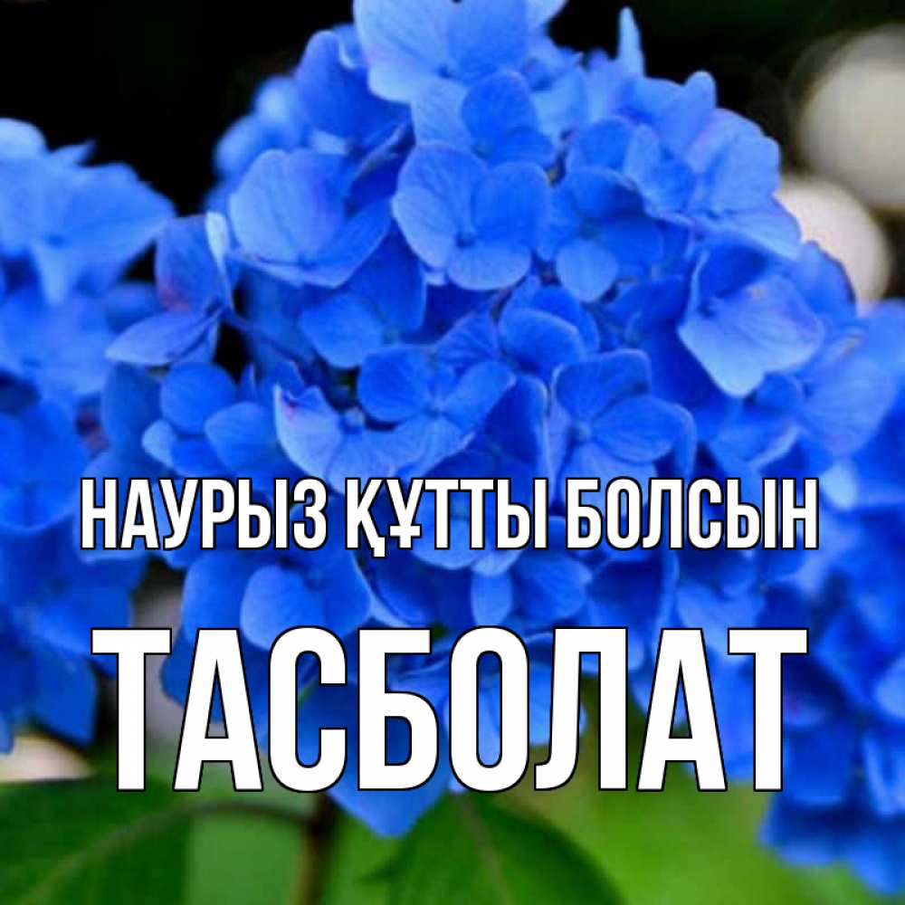 Күн сайын ашық хат с именем, ТАСБОЛАТ Наурыз құтты болсын синие цветы Онлайн тегін жүктеп алу тілектері бар керемет карта 